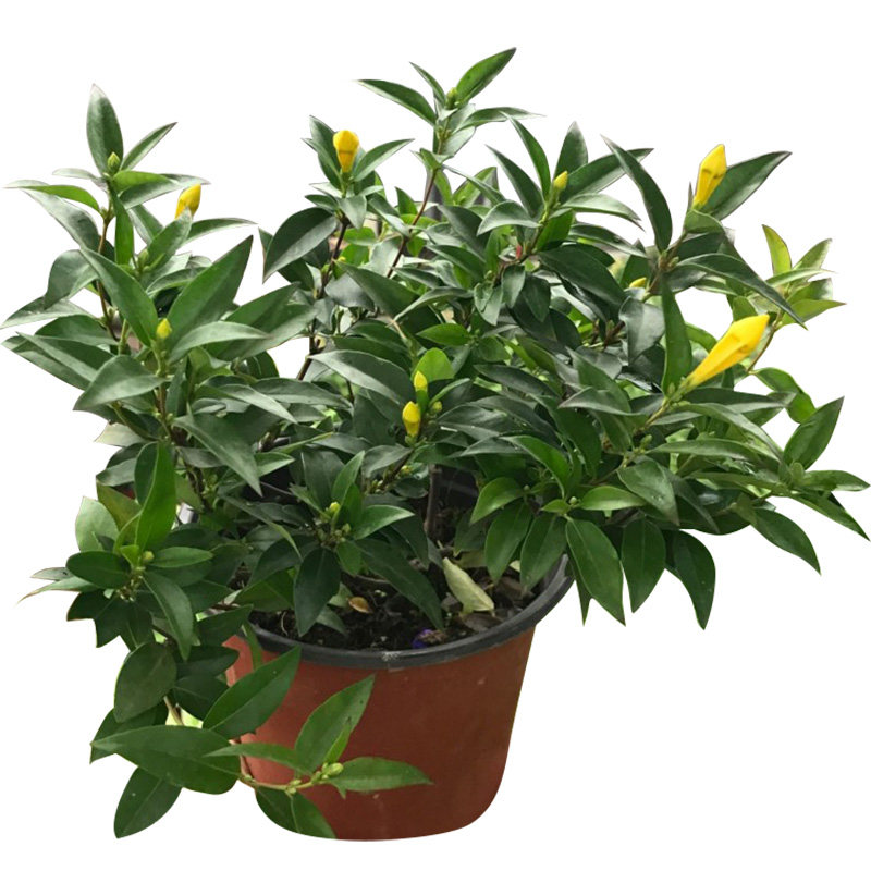 香水茉莉法国香水室内盆栽绿植阳台庭院 冬季耐寒爬藤芳香植物