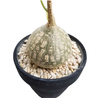 牛牛睡布袋无伤葫芦科多肉植物