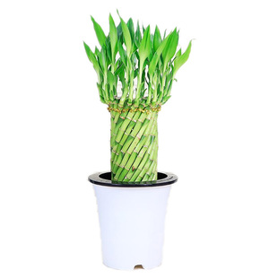 富贵竹编织造型转运竹荷花竹水培植物办公室内客厅竹子创意盆栽