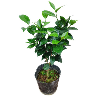 绿植十八学士四季多色树苗山茶花