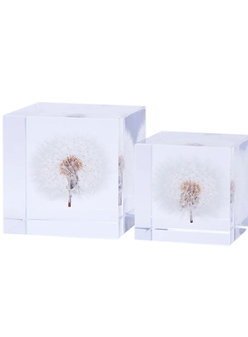 solacube蒲公英小众风植物标本