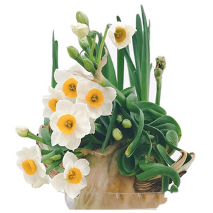 漳州水仙花大种球已雕刻好未泡水未养护花枝精选水培植物盆栽包邮