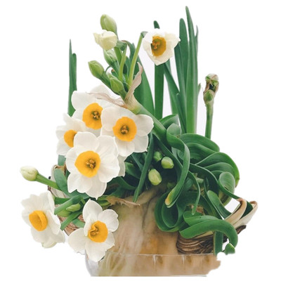 雕刻水仙花精选水培漳州水仙花