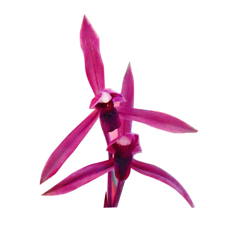 春兰名品腾越红素 春带浓香花苞 红素红花特价出售包邮 好养绿植