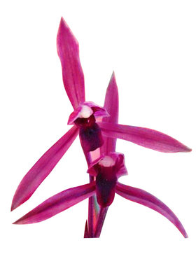 春兰名品腾越红素春带浓香花苞