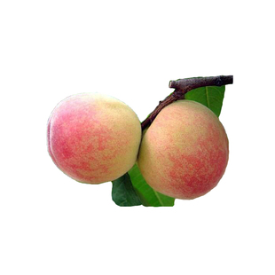 丽江雪桃苗冬桃树果苗嫁接活苗南北方庭院地栽种植特大四季阳台盆