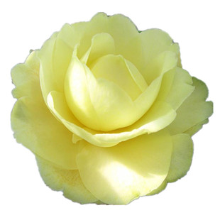 正黄旗茶花树苗盆栽绿植室内阳台客厅花卉纯黄色系列名贵品种包邮