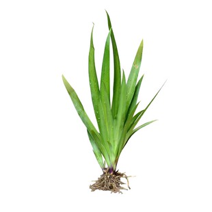 耐热抗寒【金娃娃】户外花园庭院植物四季多年生常绿大花萱草