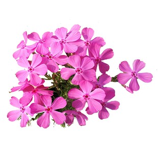 芝樱丛生福禄考小苗 芝樱花苗 多年生 盆栽 庭院 花海 别墅