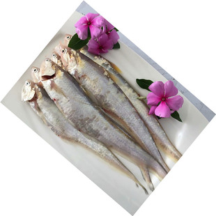 连云港海捕海鲚鱼海刀鱼海毛刀鱼裙带鱼湖刀鱼柳叶鱼带柳鸡毛翎