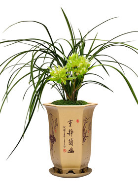 高档好养易活盆栽兰花苗