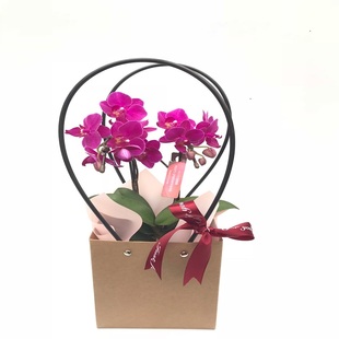 新款复古手提袋日本sheena精品彩色蝴蝶兰盆栽花卉新年创意伴手礼