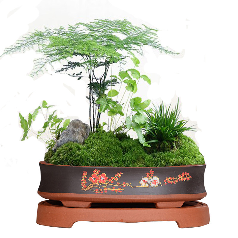 椭圆形紫砂紫砂花盆景盆榕树梅花