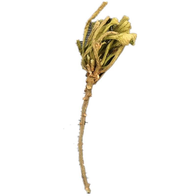 菱角蔡卷卷野生根茎搭配新鲜