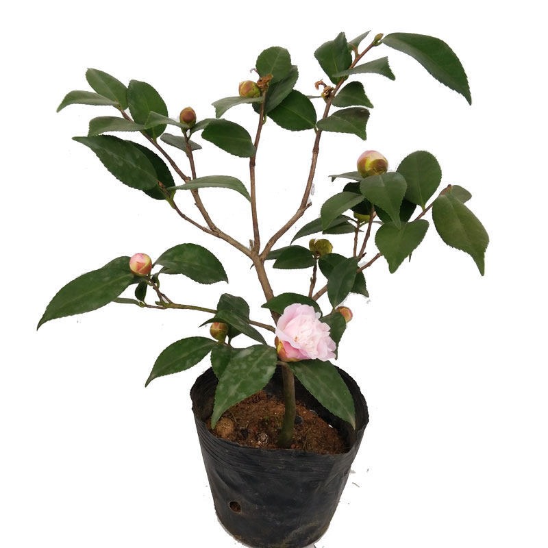 绿植香水牡丹茶花盆景树苗包邮