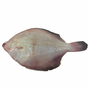 三代渔夫比目鱼新鲜鼓眼鱼 青岛野生现捕海鲜水产三斤顺丰包邮