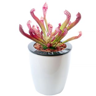 瓶子草盆栽食虫植物猩红瓶子草