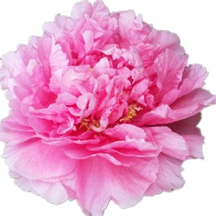 盆栽牡丹花苗红粉重瓣大花正宗洛阳带原土原盆发货芽孢鲜活包对版