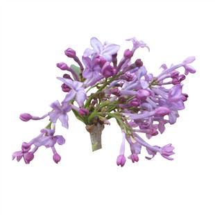 丁香花树苗紫丁香花苗盆栽地栽南方北方耐寒浓香开花绿植庭院花卉