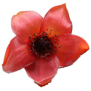 2026川攀枝花特产天然野菜精品干货攀枝花花蕊花心药膳炒炖煮1斤