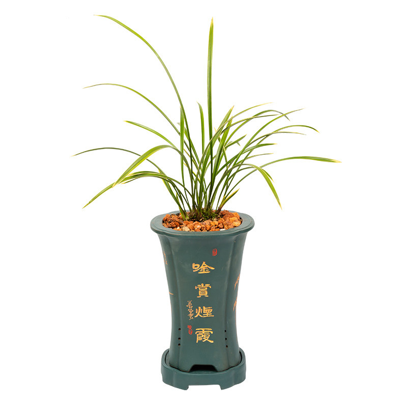 兰花铁骨锦旗金边绿色植物