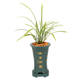 兰花大王 铁骨锦旗 建兰带浓香金边花苞细叶兰绿色植物四季兰花苗