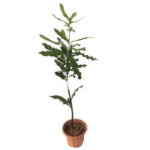 夏威夷果树果苗澳洲坚果苗嫁接澳洲坚果树苗桂热一号热带果苗带土