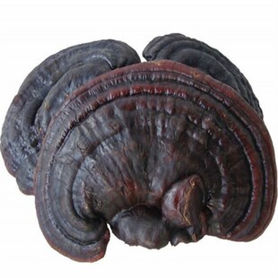 灵芝 500g长白山紫灵芝非野生灵芝片紫芝赤灵芝特产整枝精灵芝