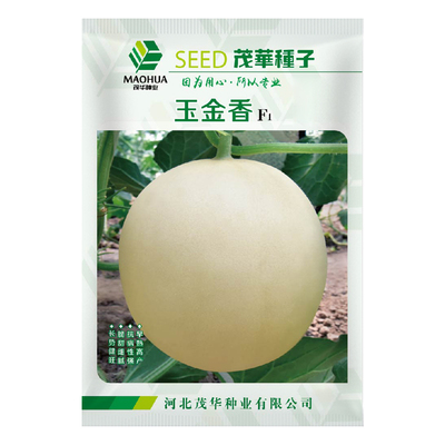 中科茂华玉金香金红瑞厚皮甜瓜种子新碧玉薄厚皮绿肉香瓜种籽超甜