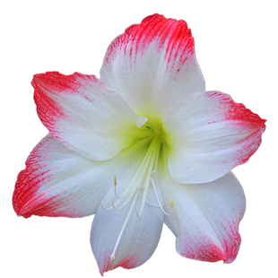 球迷朱顶红胭脂 日冕种球 多年生盆栽