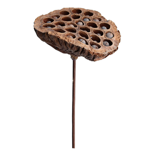 muzhi木直干莲蓬天然干花禅意软装茶社民宿装饰插花摆件供佛莲藕