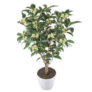 桂花树树苗丹桂状元红金桂四季桂庭院树苗楼顶大木本花卉开花盆载