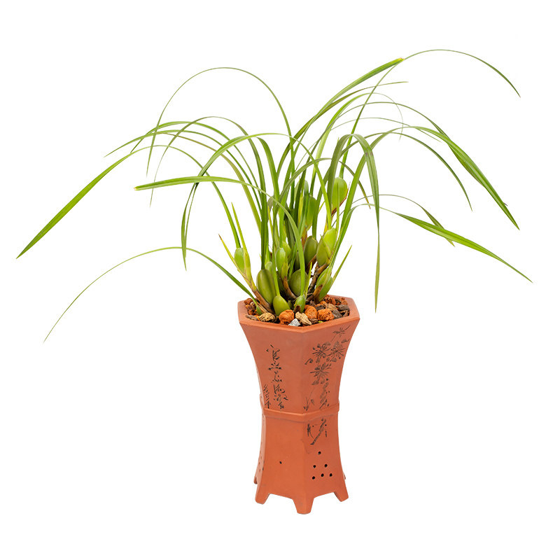 兰花大王 咖啡兰 洋兰带超浓香好养绿植盆栽花苞四季兰花苗建兰苗