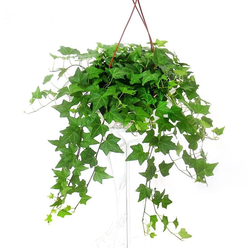 常春藤桌面小绿植好养活带藤植物可水养玻璃瓶 吊篮带挂钩常青藤