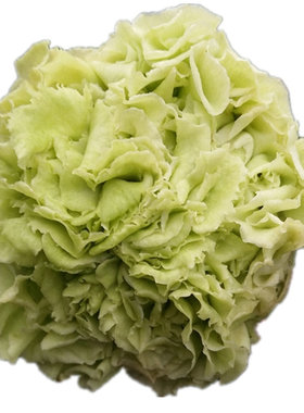 绿可娜山茶花名贵盆栽花期长