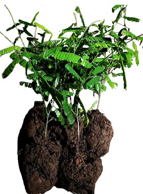 鸡骨草种苗满3包邮绿植盆栽树苗