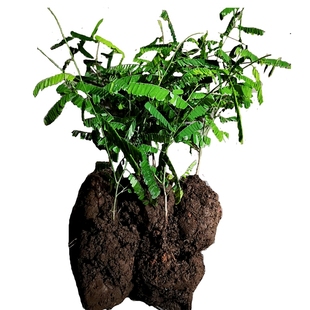 鸡骨草种苗种子苗相思子树苗大黄草鸡母珠中草药绿植盆栽满3棵包