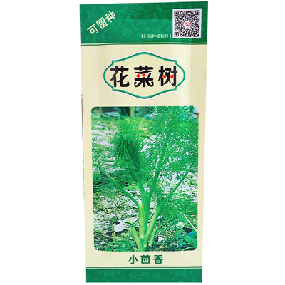 春播非转基因割茬茴香籽香韭菜蔬菜种子四季播阳台盆栽割茬菜种苗