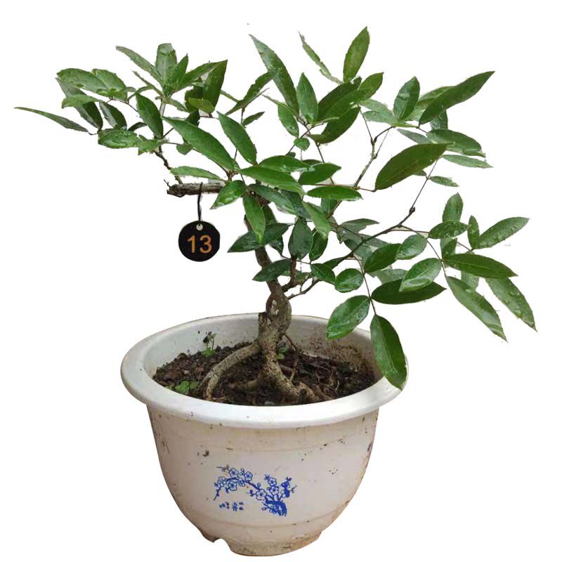 紫藤小盆景 造型盆栽 开花绿植 包邮不含盆