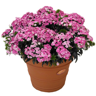 进口石竹种子美国石竹春季四季易种室内阳台盆栽花草花卉种子花籽