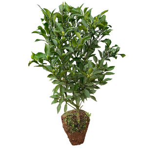 沃柑树苗嫁接四川橘子果树苗 正宗091无核沃柑苗当年结果地栽