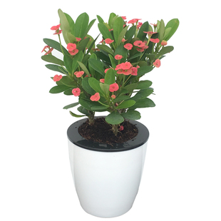 铁海棠鲜花盆栽虎刺梅阳台四季开花室内水培观花绿植物花卉防辐射