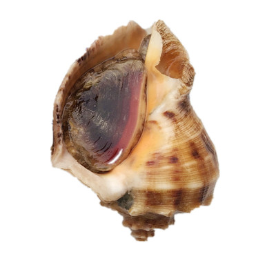 鲜活野生贝类大海螺