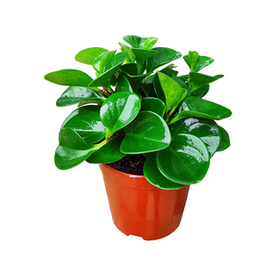 水培植物豆瓣绿青叶碧玉翡翠椒草办公室绿植盆栽净化空气好养植物