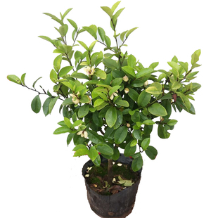 含笑花苗盆栽室内阳台浓香型庭院地栽大树苗南方耐寒植物好养