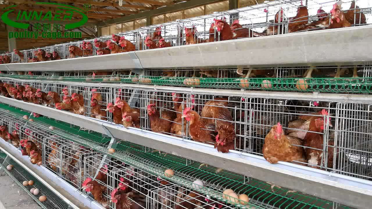 Poultry Farm For Sale In Ghana Buy Chicken Cage Farms,Poultry Farm