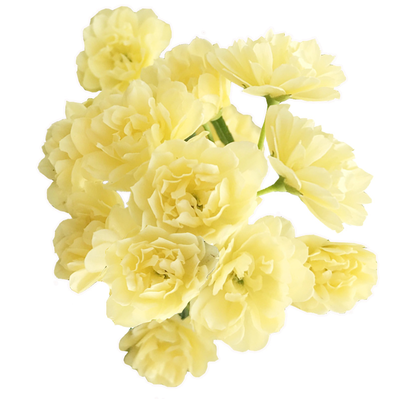 爬藤重瓣黃花木香甜蜜四季常青植物苗薔薇藤蔓紅花木香花薔薇花苗