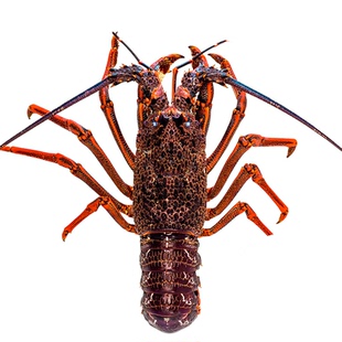 大龙虾鲜活新鲜野生澳洲特大龙虾波士顿小龙虾特大2斤-10斤包邮