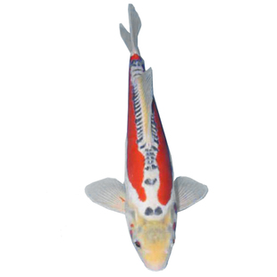 纯种日本锦鲤活体鱼蓝色锦鲤蓝/红秋翠锦鲤巨型无赘麟鬼鳞齐金鱼