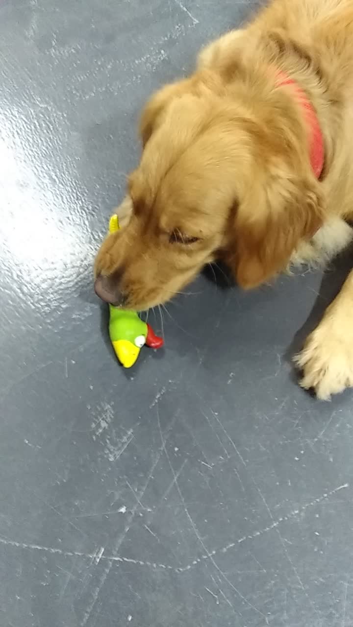 Natürliche Latex Gummi Quietschende Vogel Huhn Haustier Hund Haustier Hund natürliches Latex quietschend kauen Spielzeug
